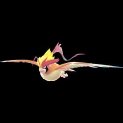 Mega Pidgeot